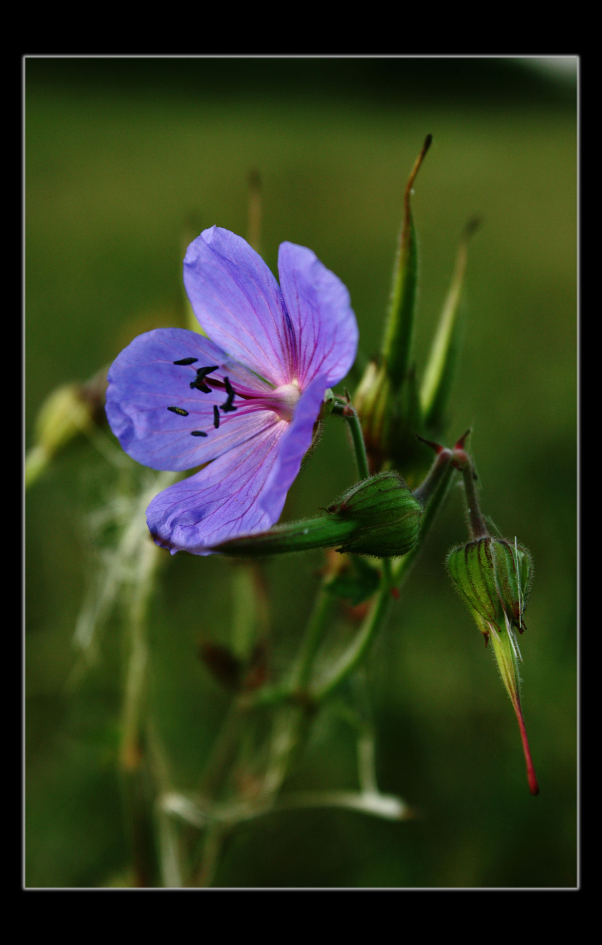 Geranium pratense