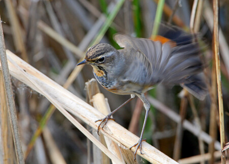 Варакушка трясогузная