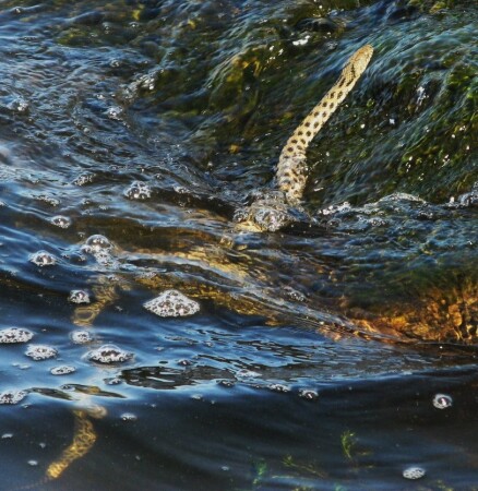 Кто хочет освежиться?