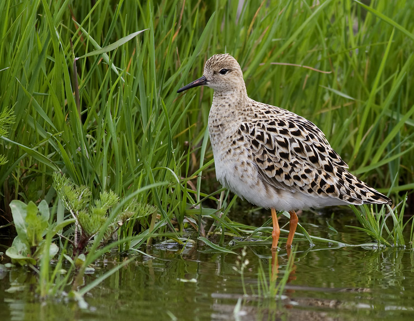 Турухтан (Philomachus pugnax).