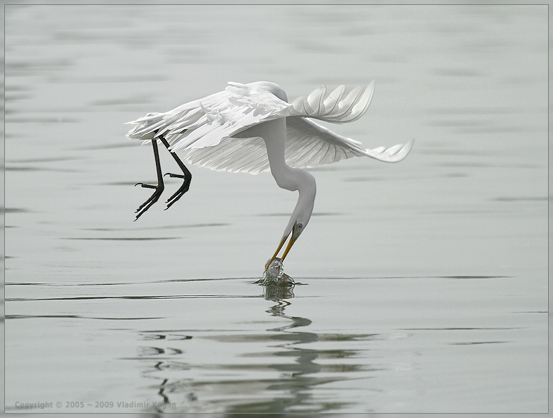 Capture by Great Egret