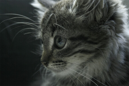 Маленькое полосатое чудовище