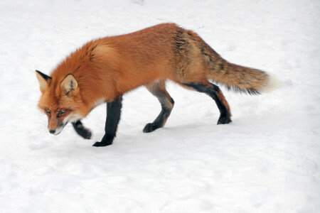 Осторожное коварство