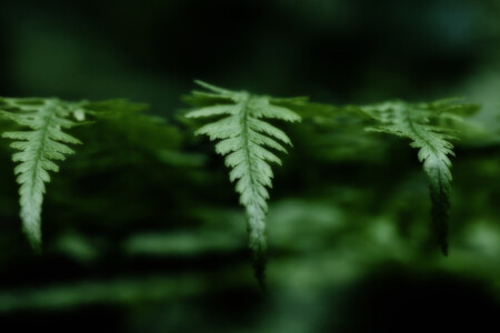 лапы как листья