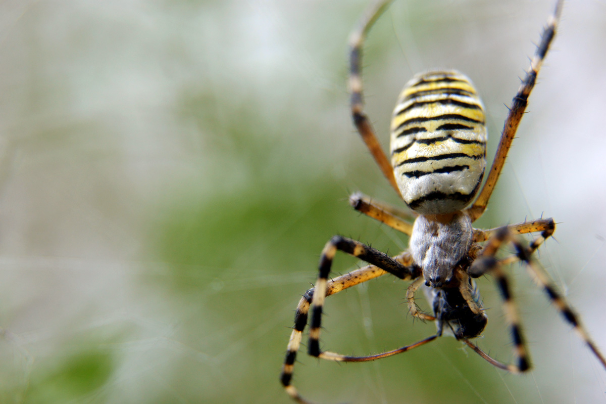 Argiope bruennichi &quot;пакует&quot; зеленую муху