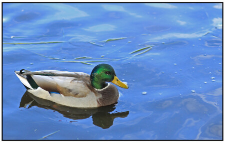 Селезень обыкновенный