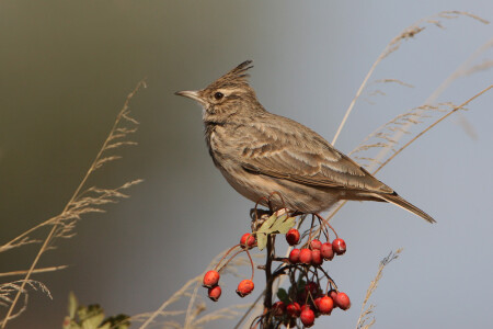 Жаворонок на шиповнике