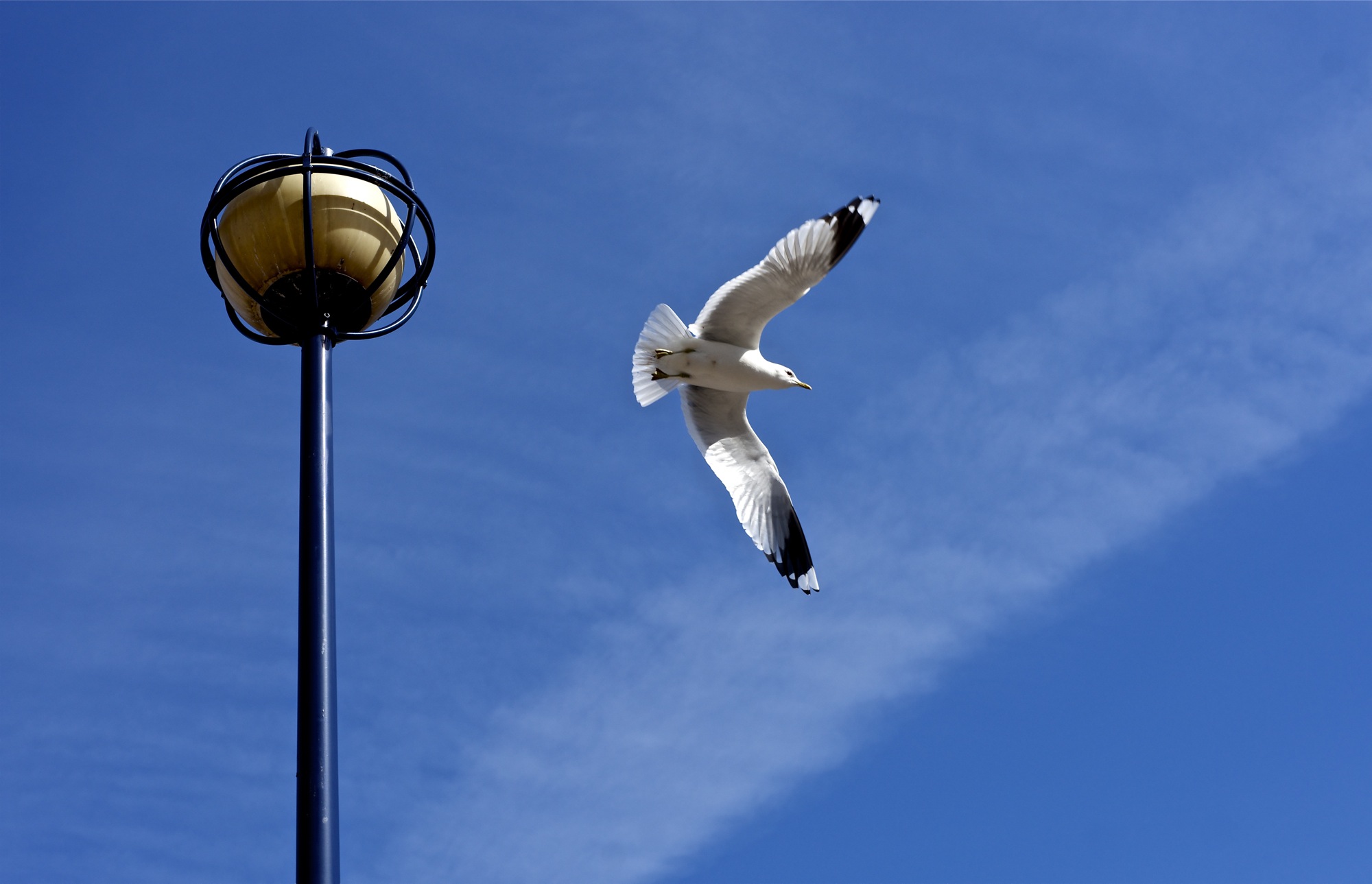 Larus