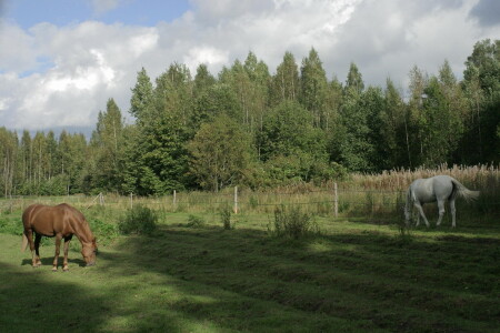 Сельская идилия #2