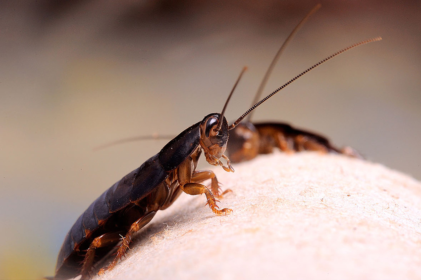 Nauphoeta cinerea