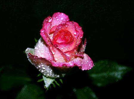 мокрая роза