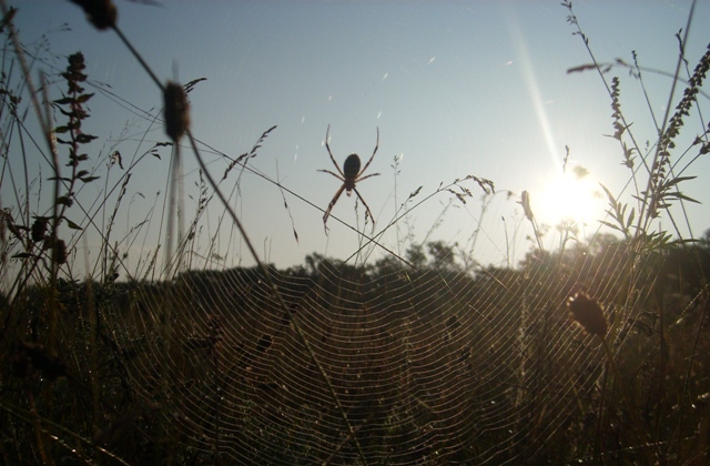 паук 