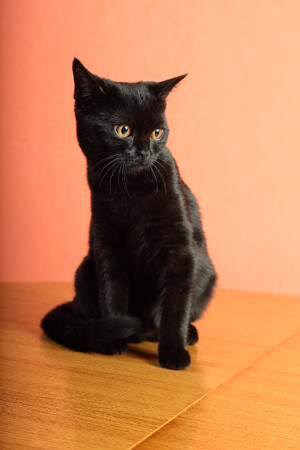 Черная кошка