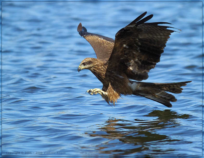 Black Kite - Attack !