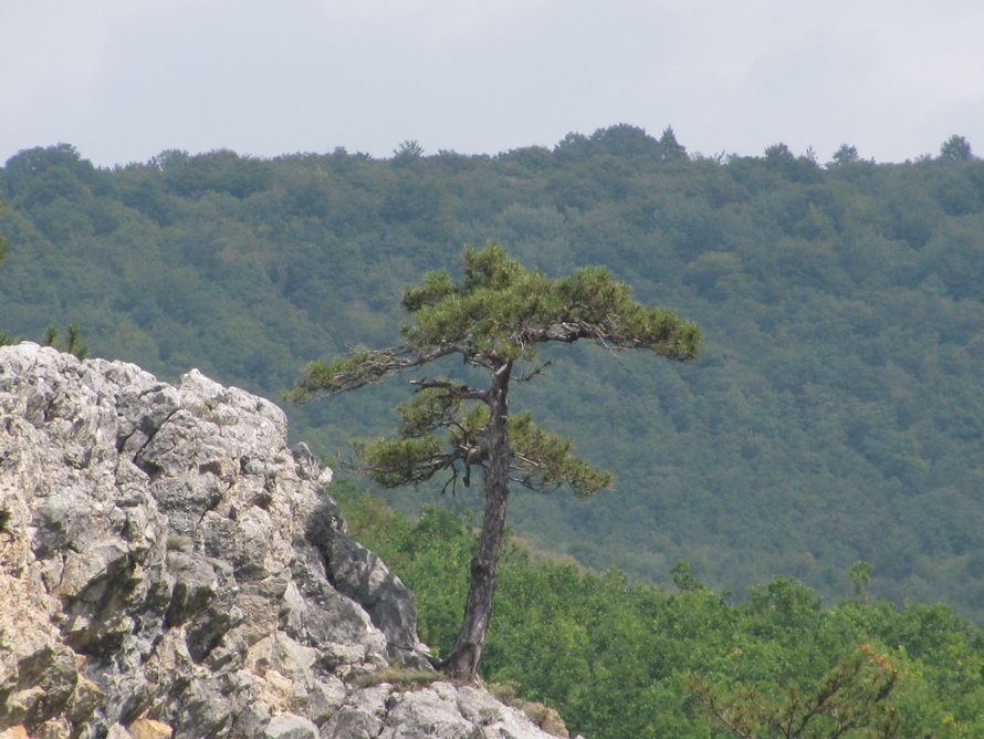 Одинокая красавица.