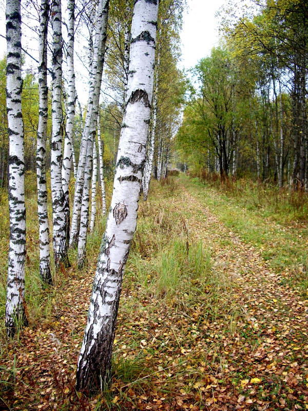 Осенние прогулки.