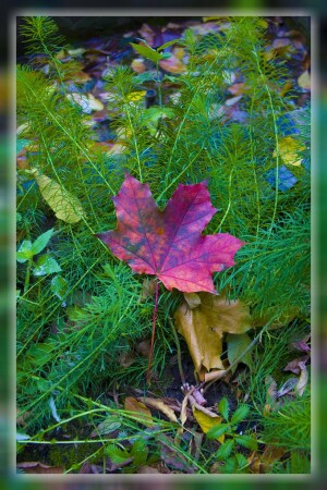 кленовый лист