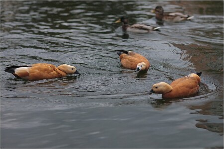 утиные танцы