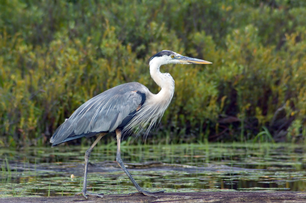 Blue heron