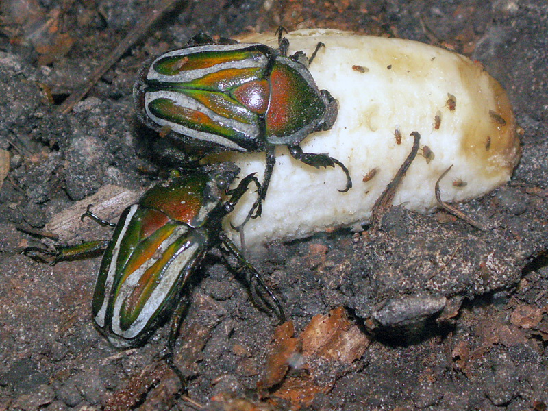 Dicronorrhina derbyana layardi