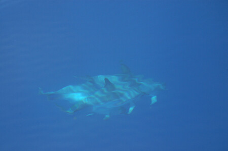 dolphins