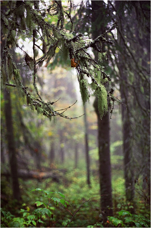 Плакала осень