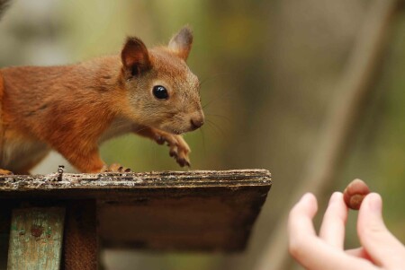 Это, что?! Орешек?!!