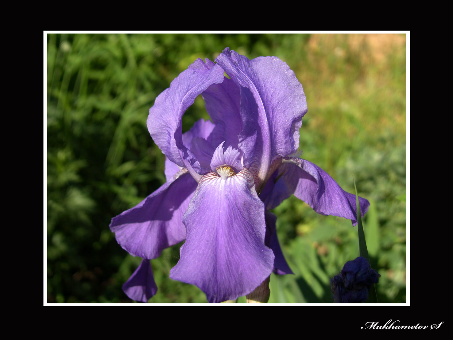 IRIS