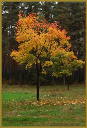 Осень: золотая и не только