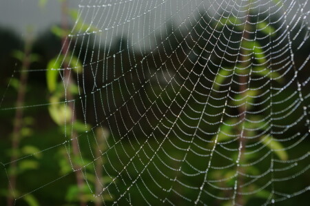 Кружева и бриллианты мастерицы Природы