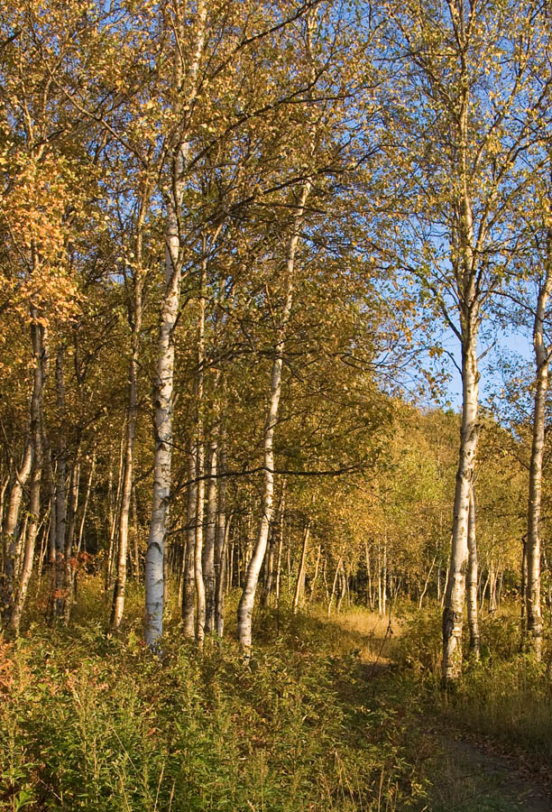 Тропинка в осень