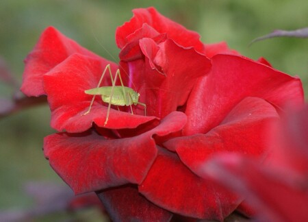 Влез бы весь в цветок и курил бы как заяц:)