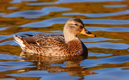 &amp;quot;Золотая уточка&amp;quot;