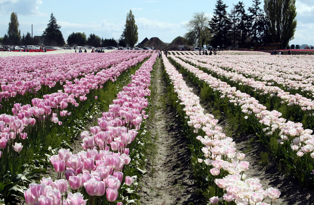 Tulip Fields of Washington