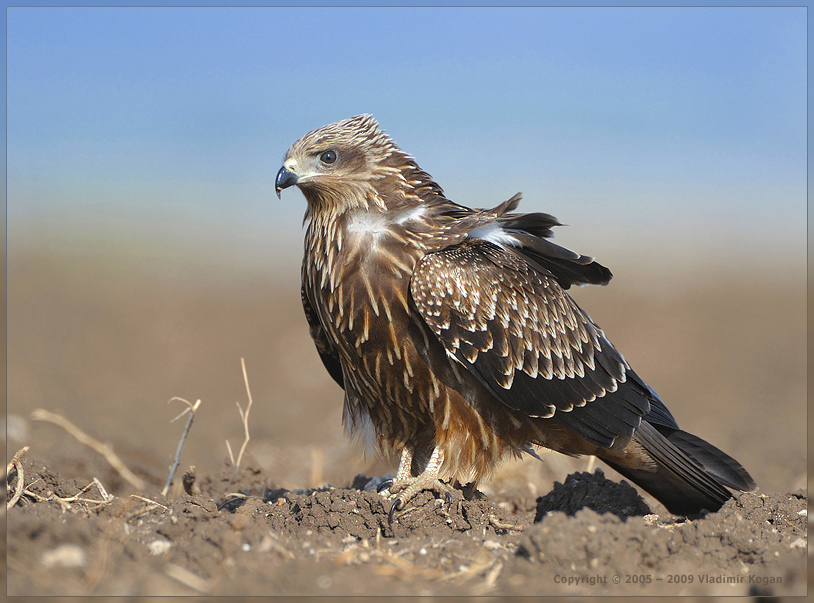 Black Kite - Portrait