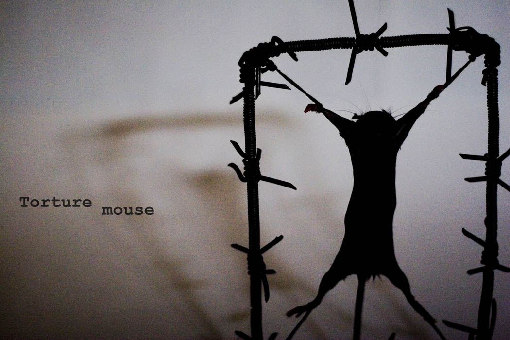 torture mouse