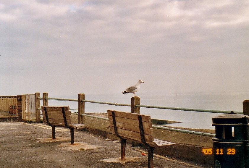 Lonely seagull