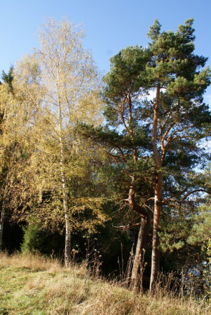 береза и сосна