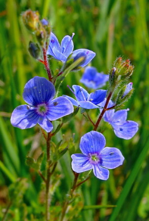 Голубоглазка