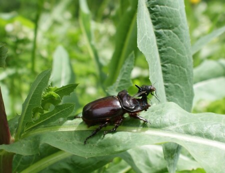 жук насорог