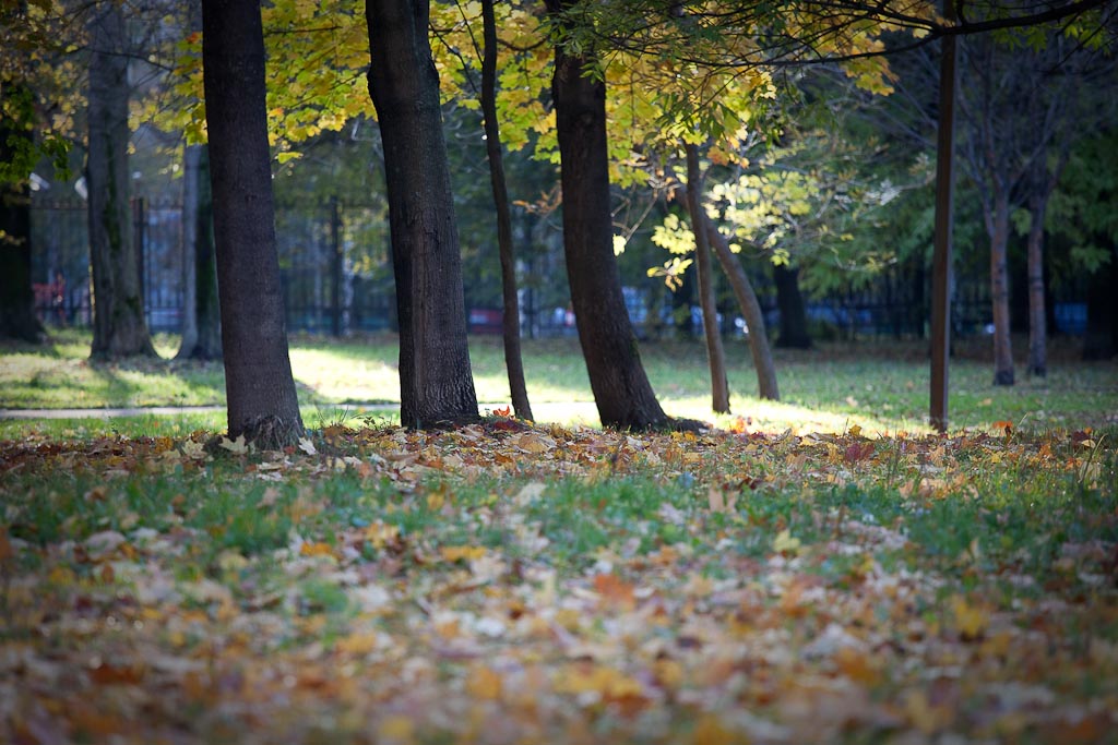 Осень по низам