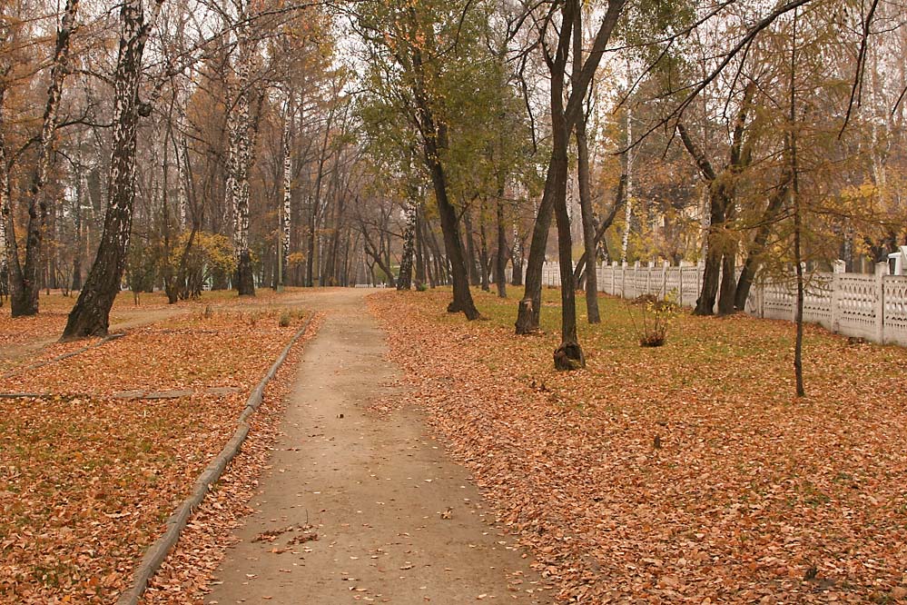 Осень. Падшие. Листья.