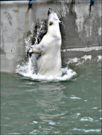 мишка в зоопарке