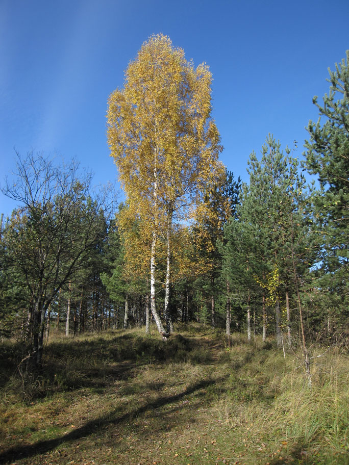 Русская береза