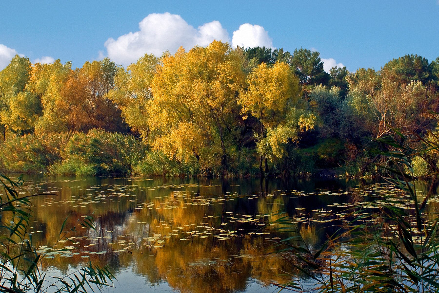 И снова осень