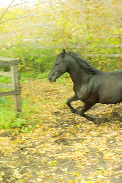 осенний конь