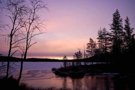 розовый восход