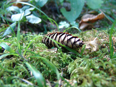 Без слов только спокойствие