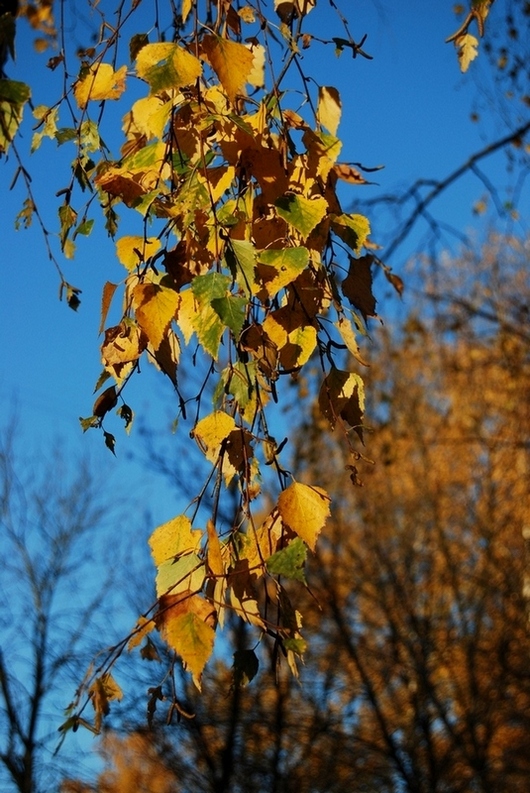 Краски осени