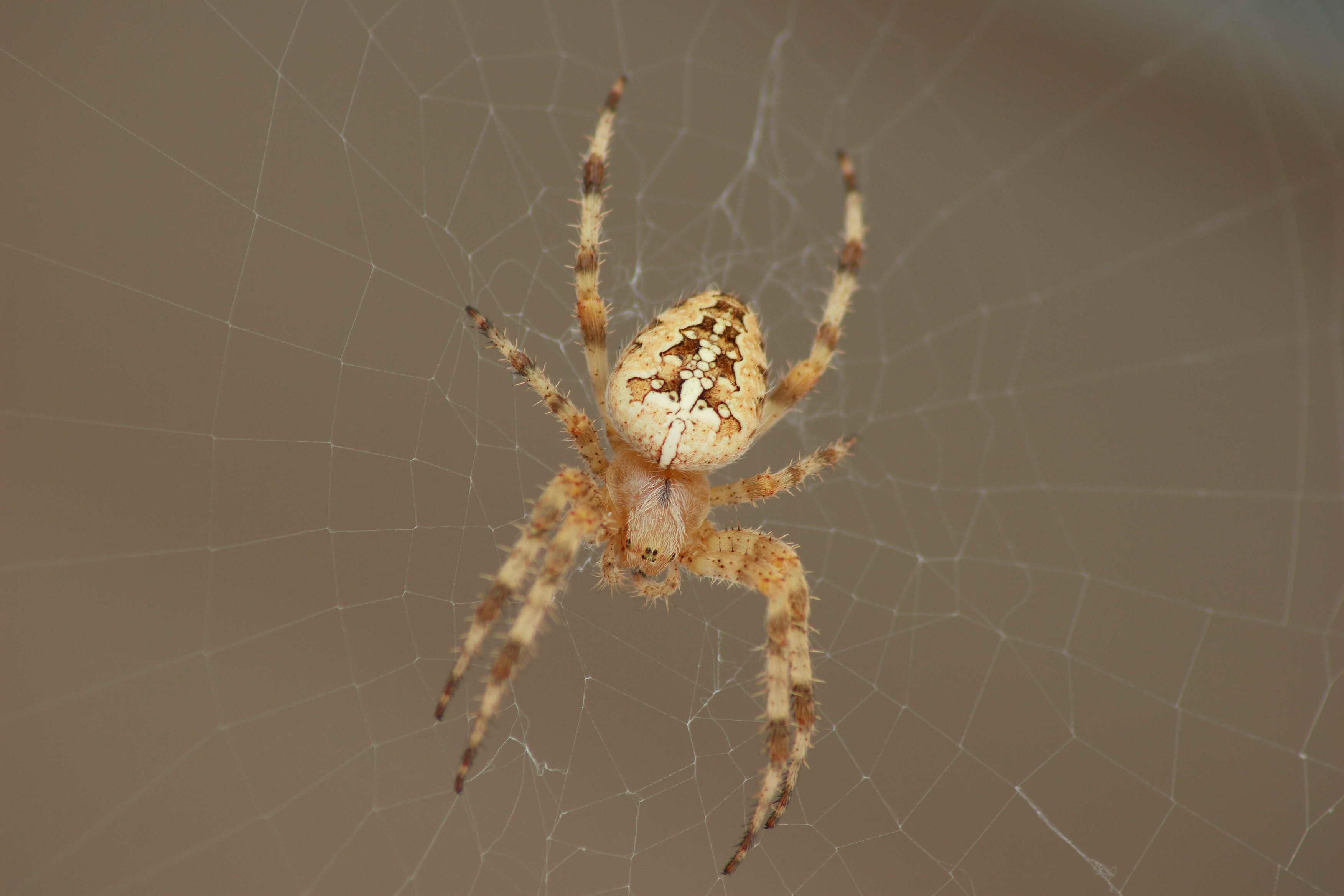 Araneus diadematus